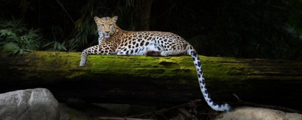 animaux en Auvergne