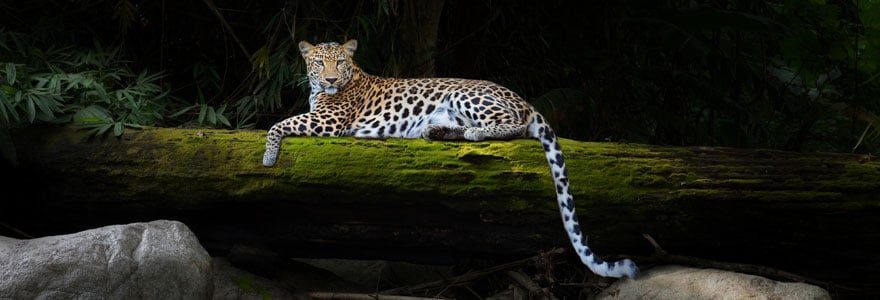 animaux en Auvergne